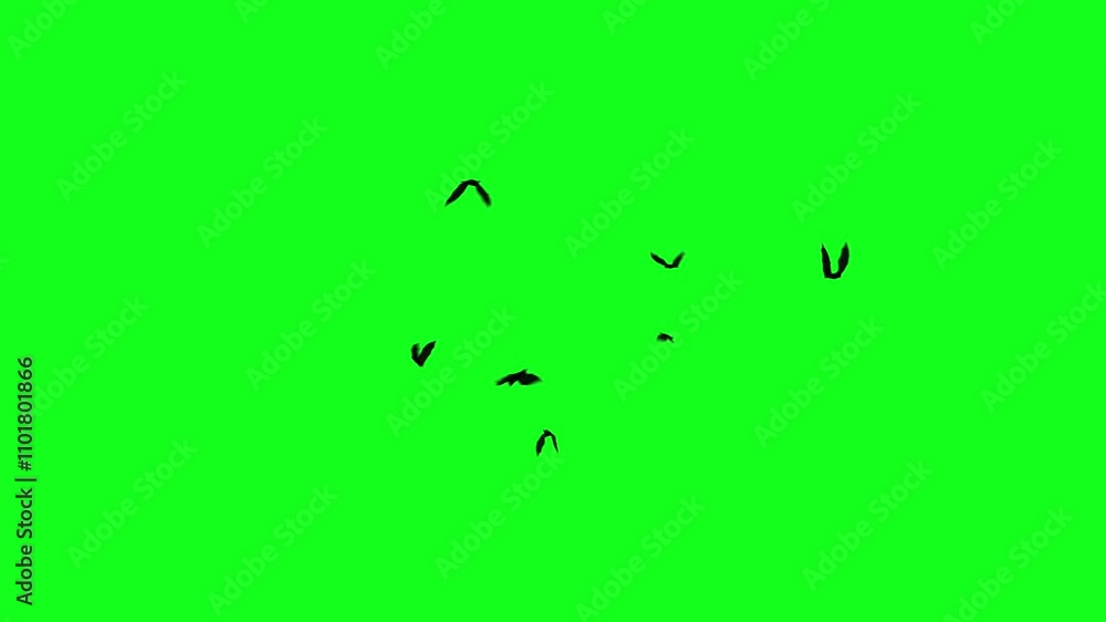 Flock of flying bats on a green screen. 3D animation of flying vampire bats circling chaotically. Seamless loop. Halloween elements Flock of flying bats on a green screen. 3D animation of flying vampire bats circling chaotically. Seamless loop. Halloween elements