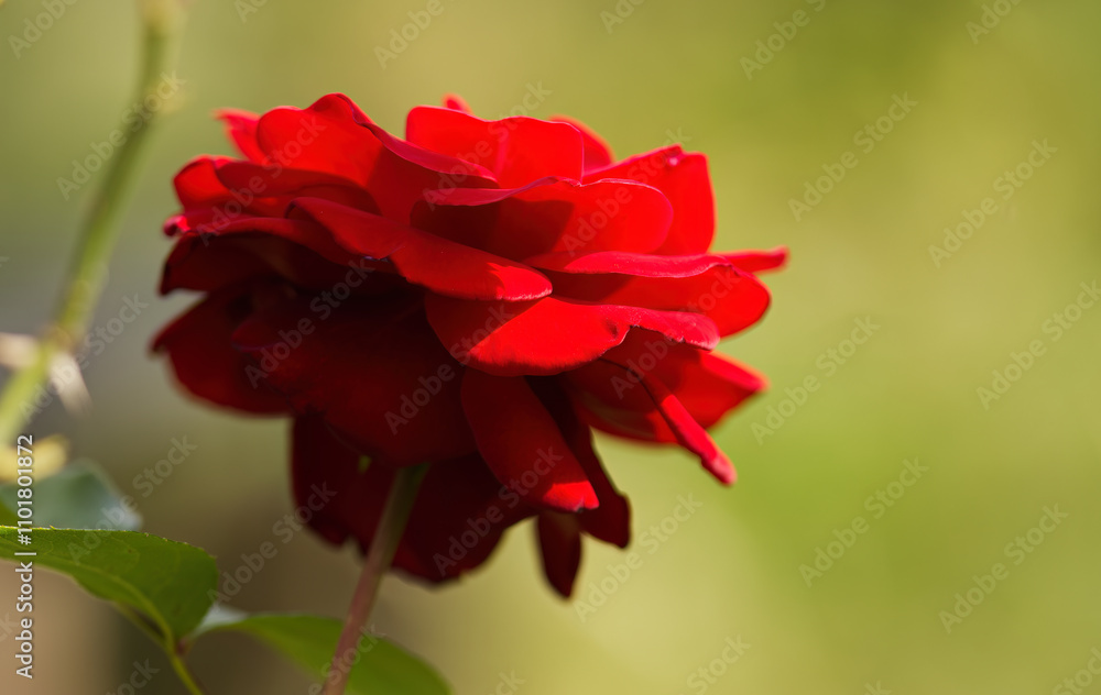 beautiful red rose in sunshine, red rose in full bloom, ruby red petals of rose, beautiful scarlet flower with leaves and green background, romantic flower in sunshine, close up roses beautiful red rose in sunshine, red rose in full bloom, ruby red petals of rose, beautiful scarlet flower with leaves and green background, romantic flower in sunshine, close up roses