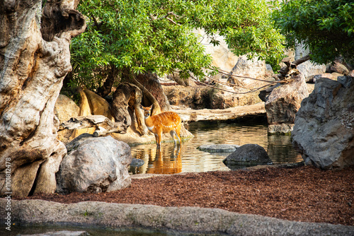 Photography African deer