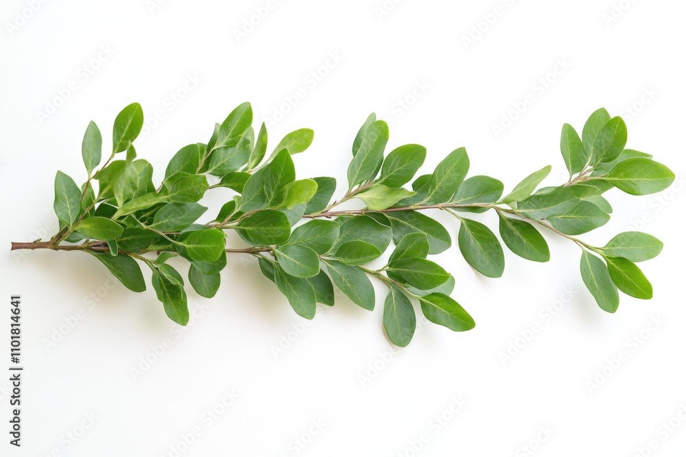 Fototapeta premium Fresh green leaves on a clean white surface, ideal for decorative or design purposes
