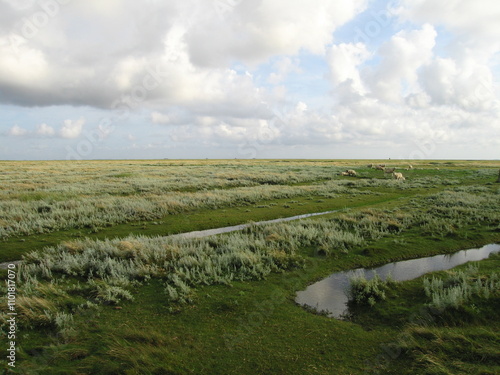 Salzwiesen am Hamburger Hallig an der Nordsee in Nordfriesland in Schleswig-Holstein photo