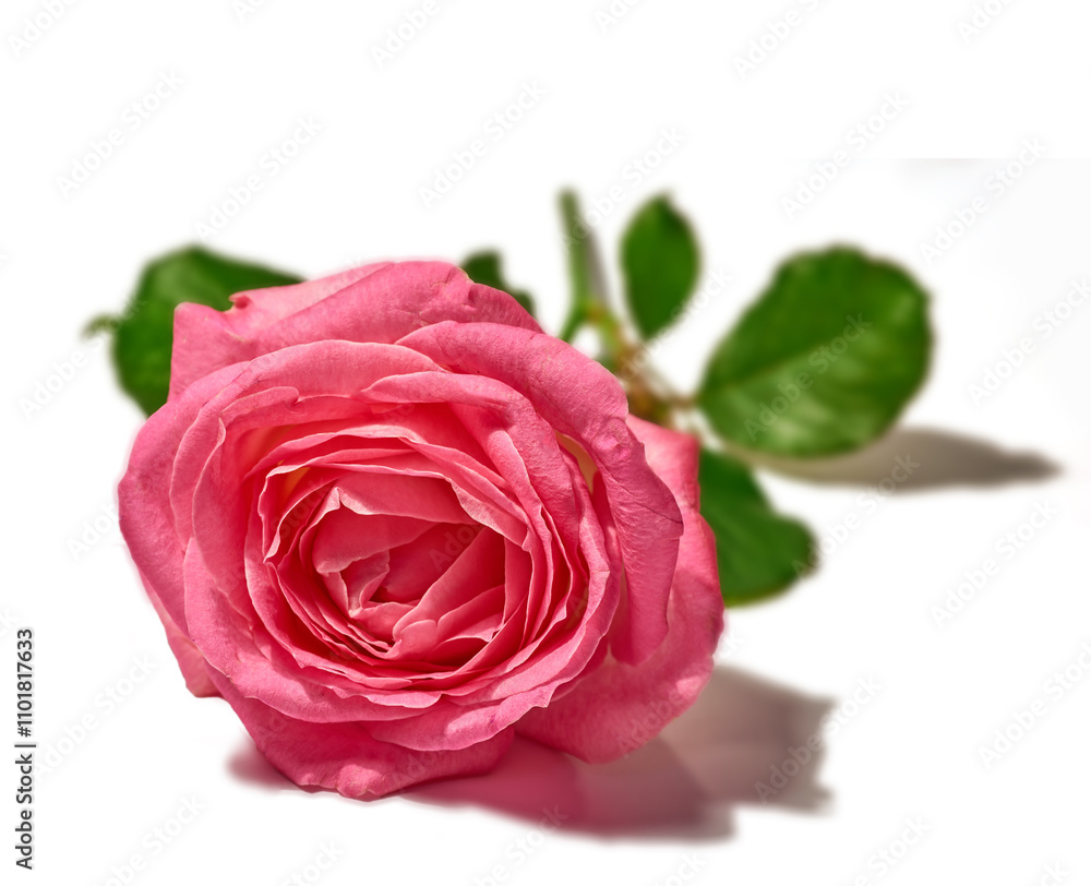 Rose, pink flower and closeup in studio with petal, texture and natural bloom with color by white background. Floral plant, leaves and blossom for gift, present or celebration for Valentines Day Rose, pink flower and closeup in studio with petal, texture and natural bloom with color by white background. Floral plant, leaves and blossom for gift, present or celebration for Valentines Day
