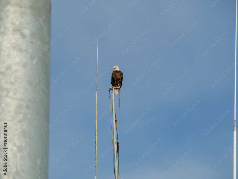 Fototapeta premium Bald Eagle