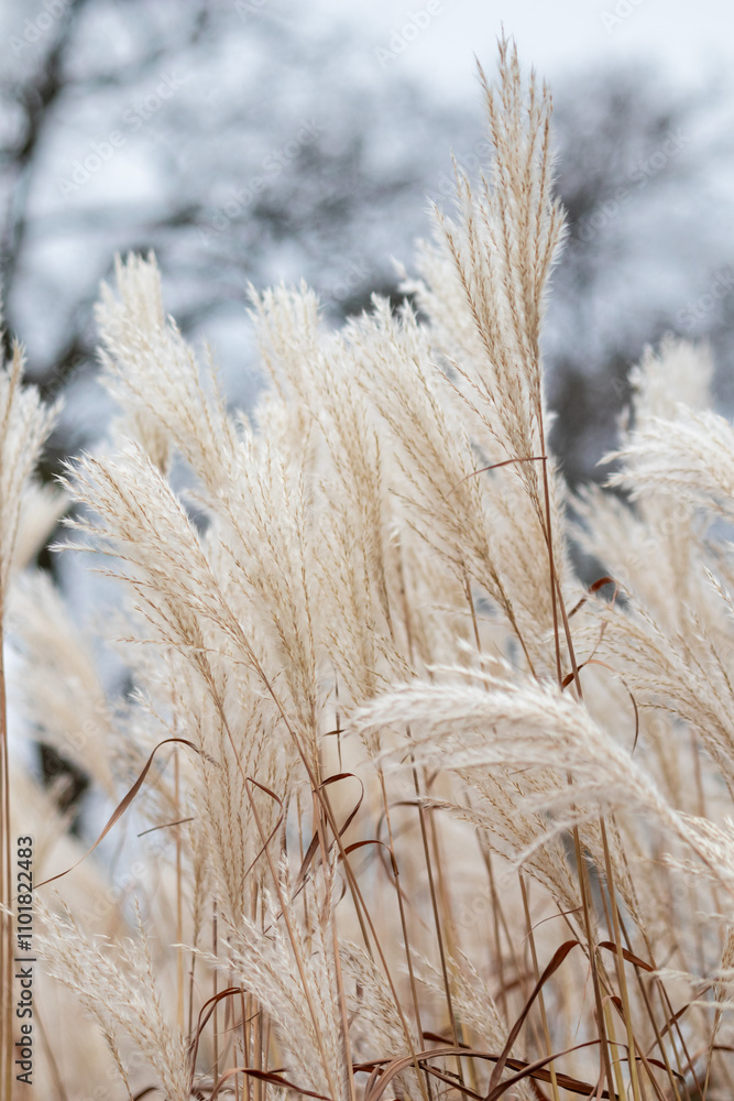 Obraz premium Close-Up of Miscanthus Sinensis (Chinese Silver Grass) Gently Bending in the Wind Under Natural Light, Showcasing Graceful Feathery Plumes