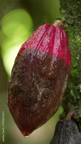 Black pod disease, phytophthora species, infection on cacao or cocoa pods on tree photo