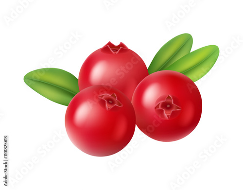 Cranberry realistic berries with green leaves, sweet summer fruit, vegetarian food snack. Vector illustration of red berry vitamins, cartoon red berries with green leaf, cocktail ingredient