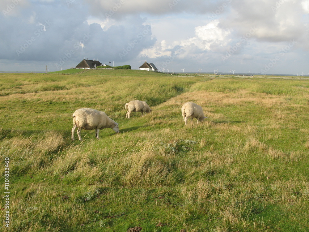 Schafe auf der Hamburger Hallig in Nordfriesland an der Nordsee Schafe auf der Hamburger Hallig in Nordfriesland an der Nordsee