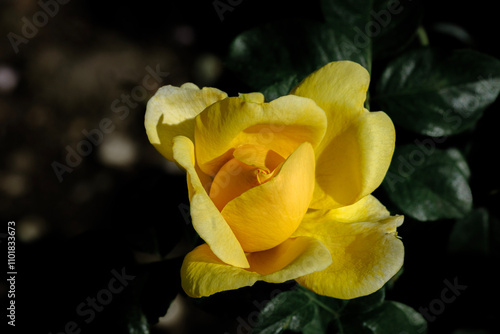 Close-up photo of yellow rose bud.