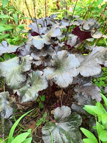 dark heuchera leaves close up