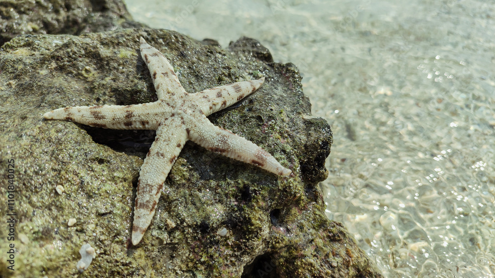 starfish, marine animals, invertebrates, asteroidea, phylum echinoderms starfish, marine animals, invertebrates, asteroidea, phylum echinoderms