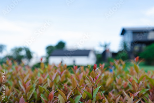 Selective Focus on Vibrant Red and Green Leaves with Houses and Sky in the Background. Peaceful Countryside Scene with Natural Garden Foliage