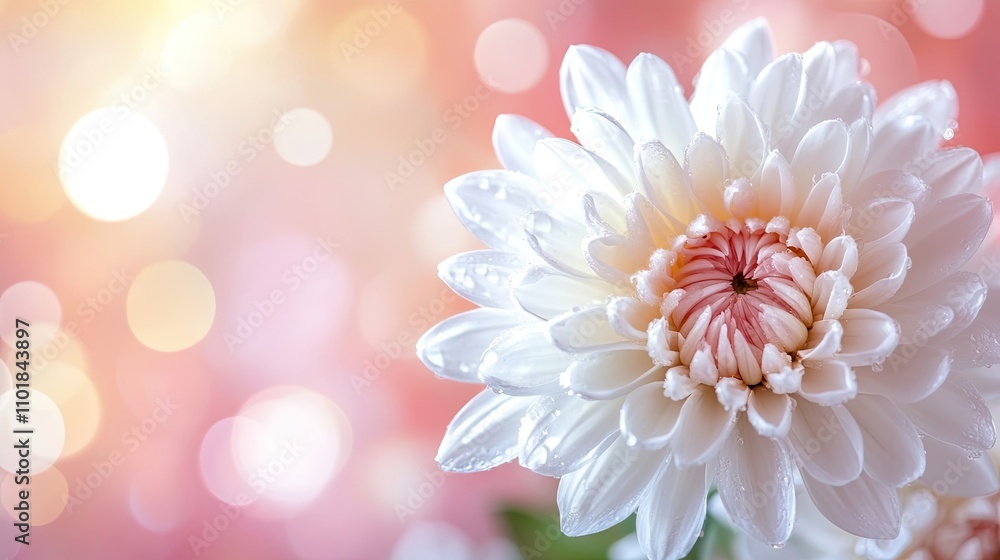 Obraz premium White chrysanthemum flower adorned with water droplets creates a stunning floral background. Selective focus highlights the beauty of the white chrysanthemum, enhanced by creative bokeh effects.