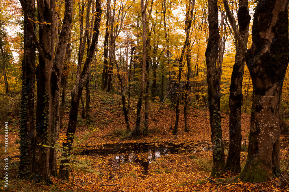 Obraz premium Autumn forest