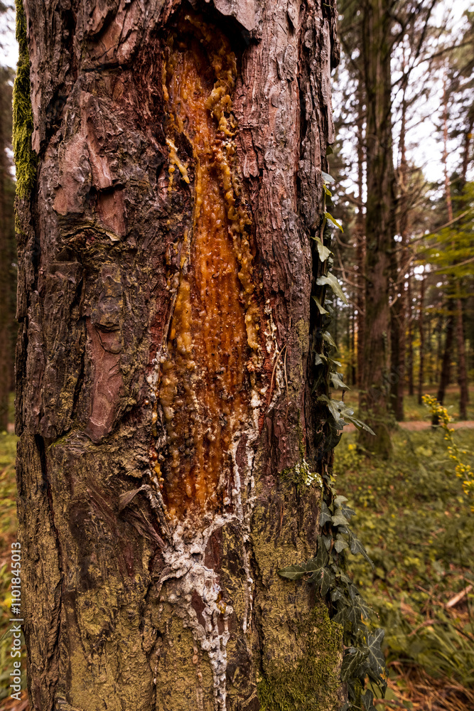 Fototapeta premium resin from a tree flows out in an autumn forest