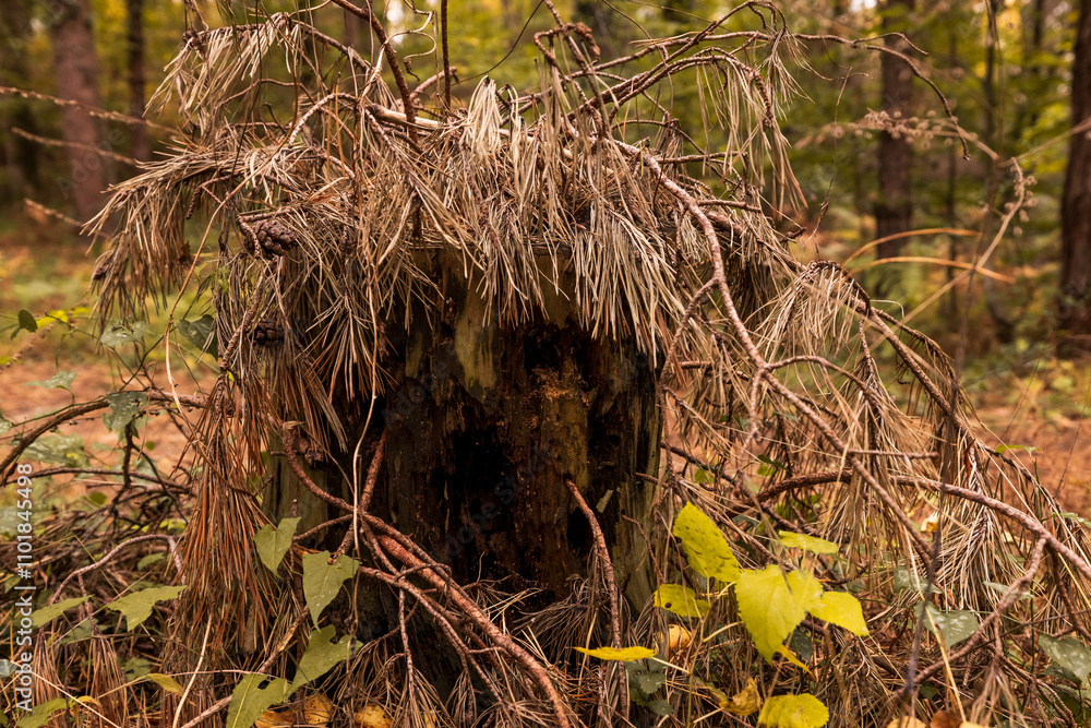 Fototapeta premium plant close up in autumn forest