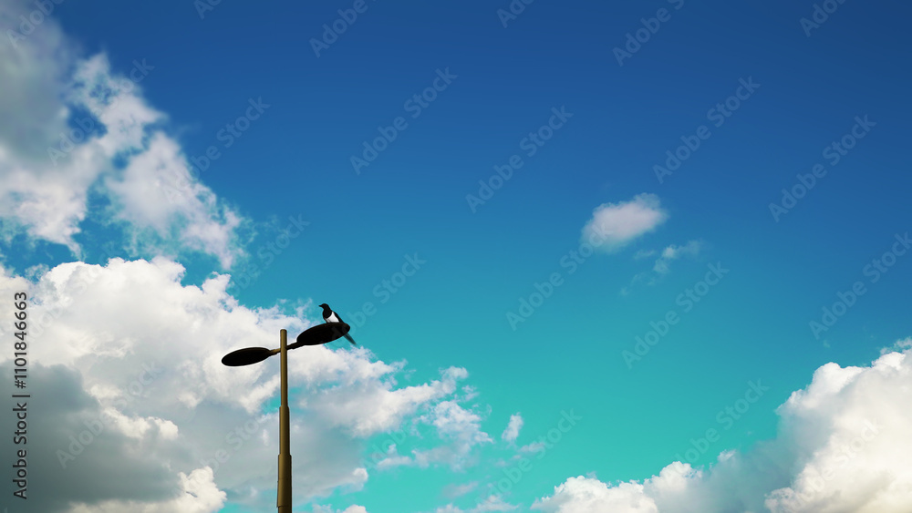 Blue sky, A Magpie Perched on a Streetlight Under a Refreshing Blue Sky with Fluffy White Clouds Blue sky, A Magpie Perched on a Streetlight Under a Refreshing Blue Sky with Fluffy White Clouds