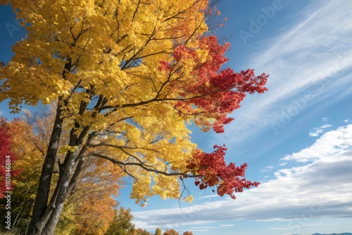 Vibrant Autumn Tree with Red and Yellow Leaves Under a Blue Sky â€“ Natureâ€™s Beauty Captured in Fashion Photography