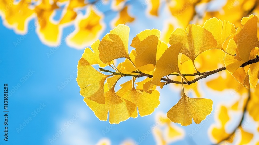 Obraz premium Golden Ginkgo biloba plant leaf in Fall closeup view.