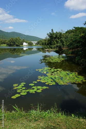 A serene lake surrounded by lush greenery, with a cluster of lily pads floating on the calm water, under a clear blue sky. and with small house far away