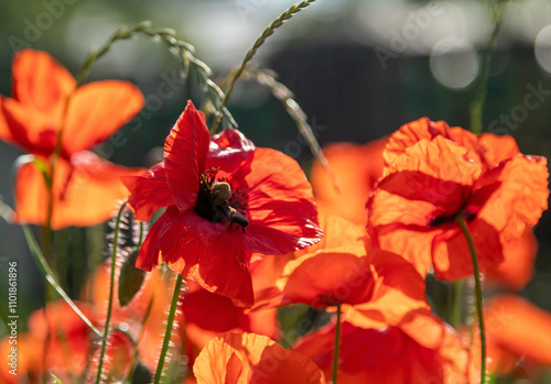 A bee is sitting on a red flower in a field of red flowers