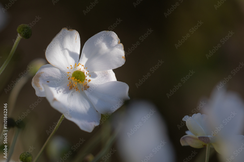 Obraz premium Close-up of a white Japanese anemone blossom(anemone hupehensis) with other white blossoms in the blurred background