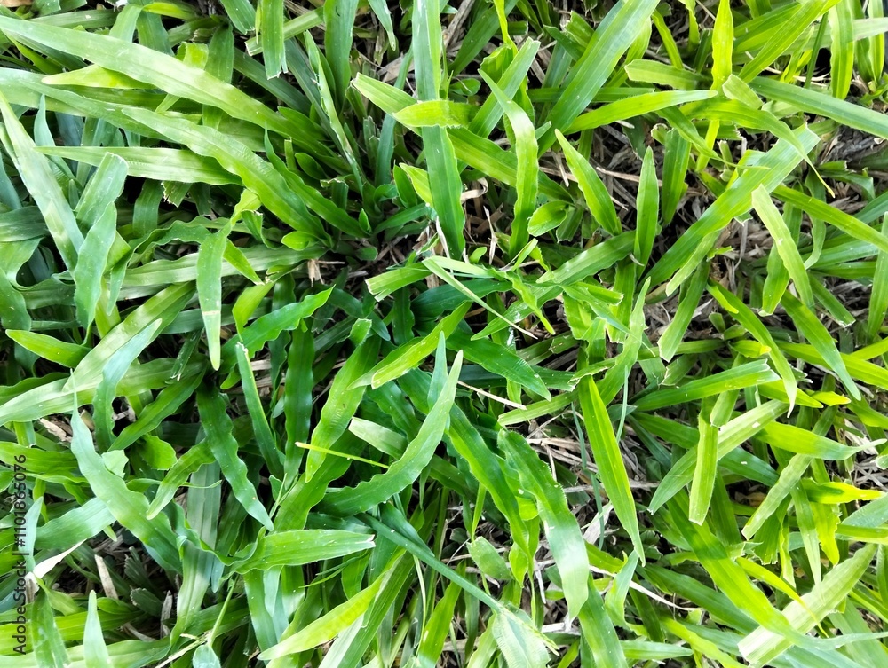 Green grass texture close-up background Green grass texture close-up background