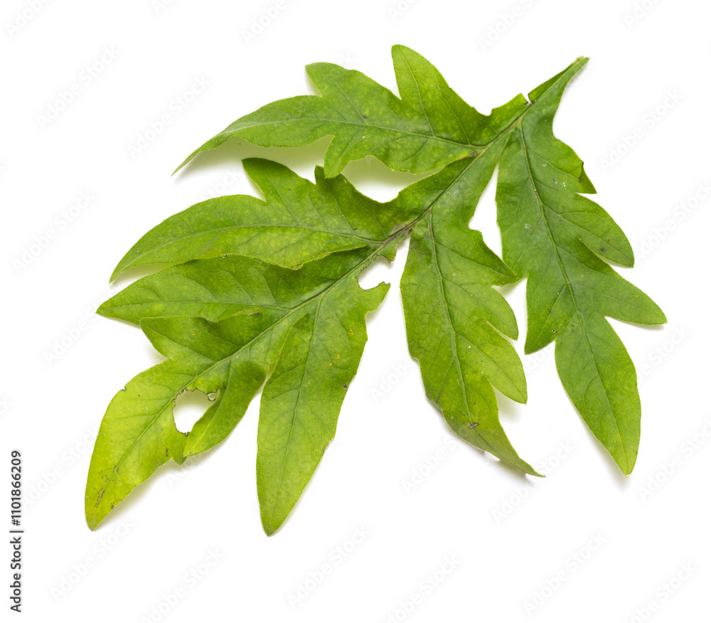 green branch on a white background green branch on a white background