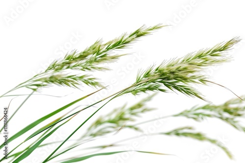 A close-up shot of lush green grass on a clean white background, perfect for designs or illustrations where nature is the focus