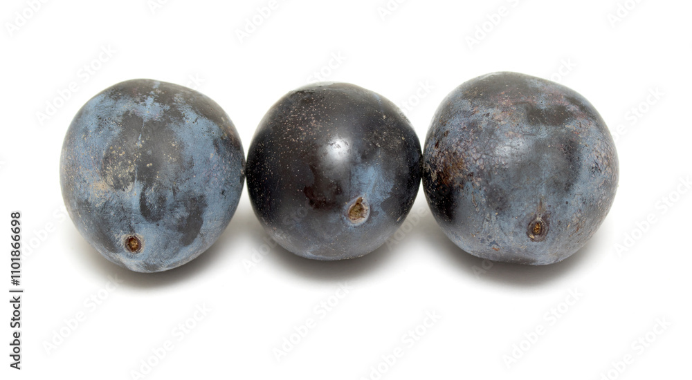plum on a white background plum on a white background