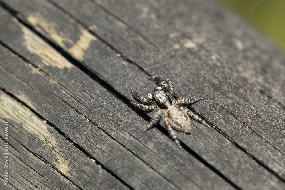 Detalle de una araña sobre madera rugosa. Textura y camuflaje resaltan en esta macrofotografía. Perfecta para proyectos de naturaleza e insectos. Detalle de una araña sobre madera rugosa. Textura y camuflaje resaltan en esta macrofotografía. Perfecta para proyectos de naturaleza e insectos.
