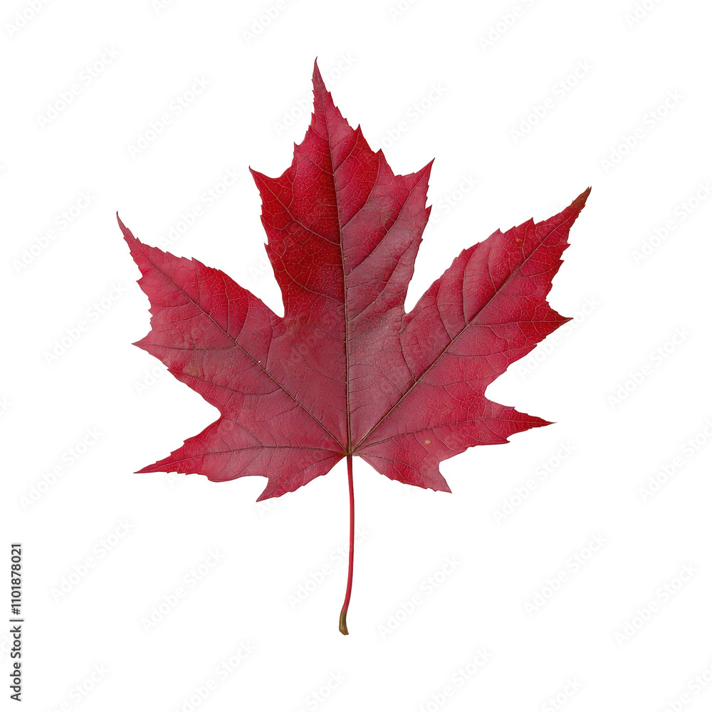 A red leaf of a maple tree A red leaf of a maple tree