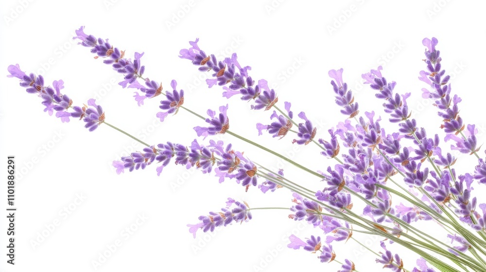 Naklejka premium Beautiful lavender flowers on white background isolated on white background