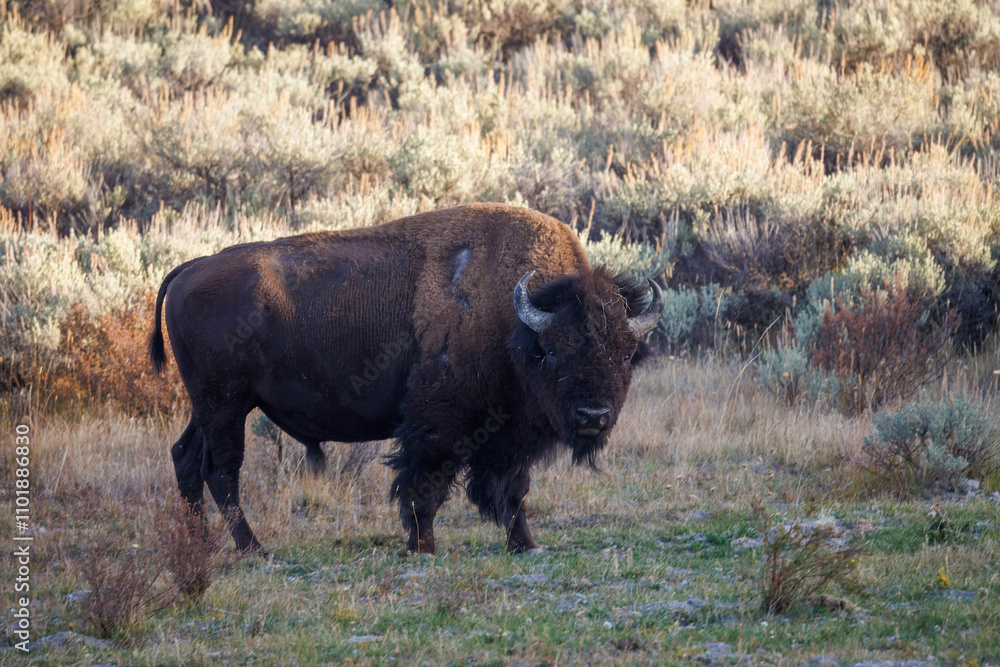 Bison Bull Dusting Off in Wyoming in Autumn Bison Bull Dusting Off in Wyoming in Autumn