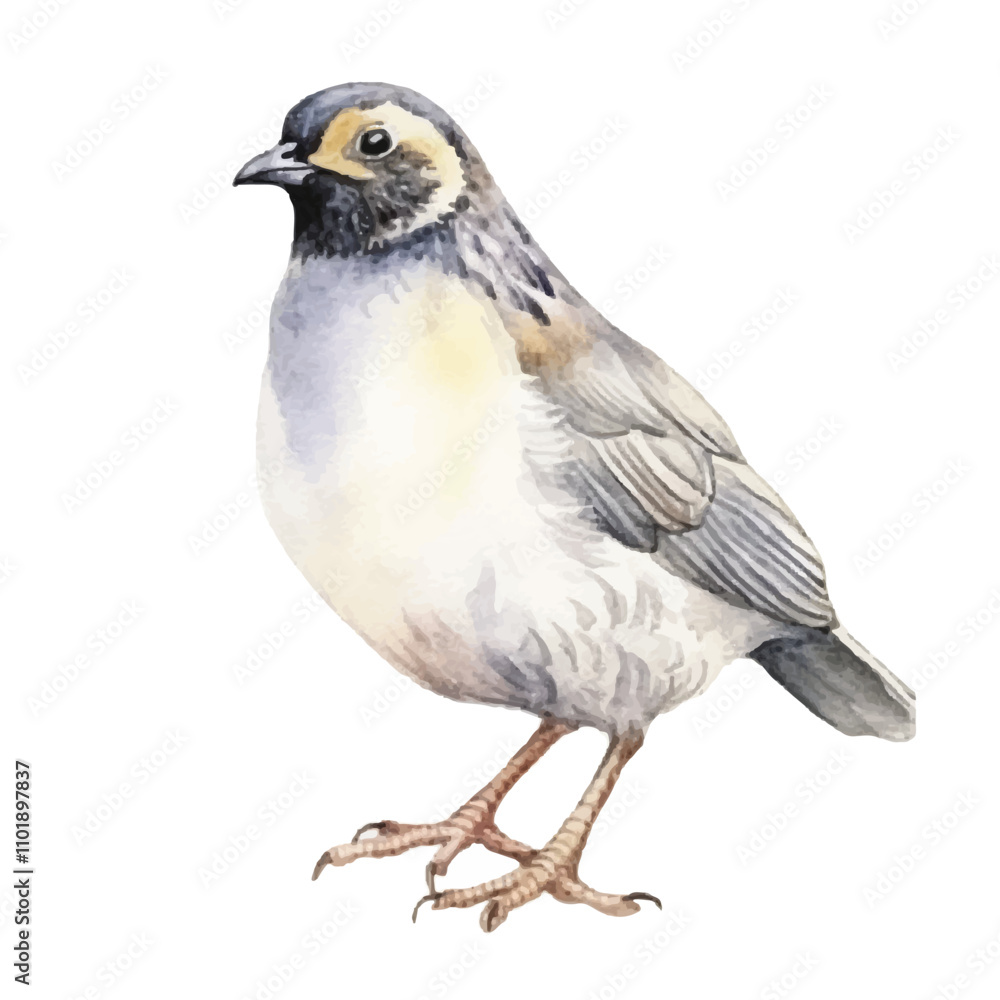 watercolor Quail isolated white background watercolor Quail isolated white background