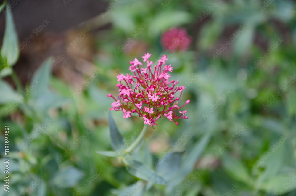 Pink centranthus ruber flowers blooming outdoors in puglia, italy, under a partially cloudy sky, capturing their vibrant beauty in a natural setting. Pink centranthus ruber flowers blooming outdoors in puglia, italy, under a partially cloudy sky, capturing their vibrant beauty in a natural setting.