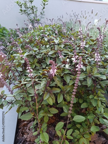 Manjericao Roxo ou Ocimum Tenuiflorum photo