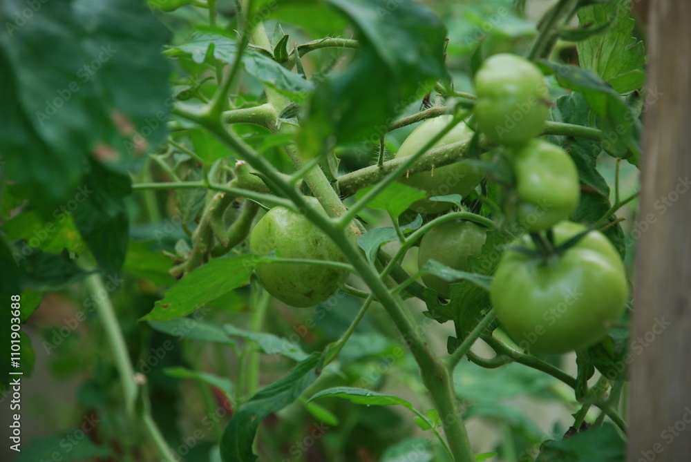 A tomato grows among green leaves. On a bush, among green leaves of different sizes and shapes, large, still green, round tomatoes grow. Several green vegetables grow next to each other. A tomato grows among green leaves. On a bush, among green leaves of different sizes and shapes, large, still green, round tomatoes grow. Several green vegetables grow next to each other.