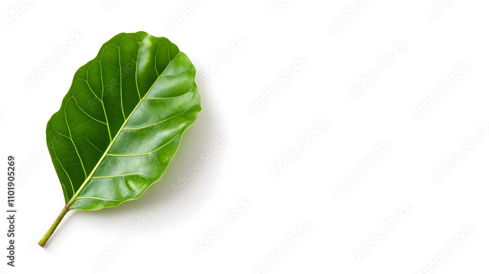 Fresh green fiddle leaf fig leaf on white background, showcasing its vibrant texture Fresh green fiddle leaf fig leaf on white background, showcasing its vibrant texture