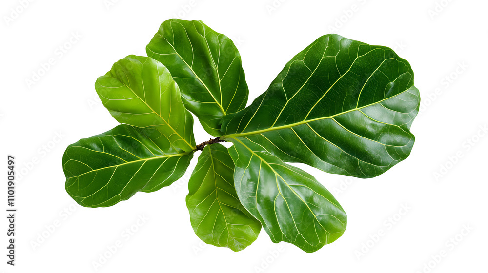 Lush green fiddle leaf fig leaves arranged beautifully, showcasing their vibrant texture and shape Lush green fiddle leaf fig leaves arranged beautifully, showcasing their vibrant texture and shape