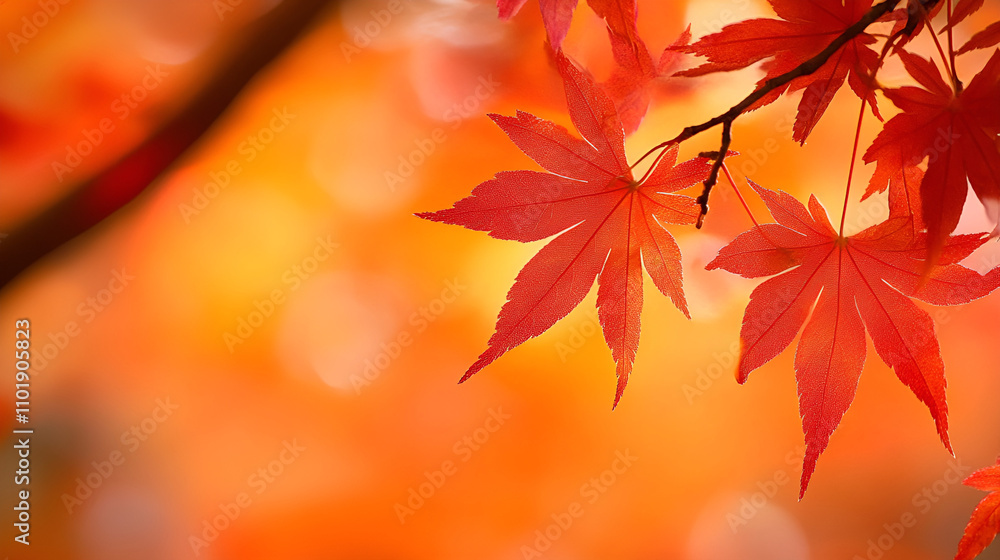 Autumn Fresh Photography Images Nature Autumn Season Maple Leaves Red Leaves Fall Leaves Scenery Tree Branches Beautiful Tree Maple Maple Tree Deep Autumn Beautiful Background Tree L Autumn Fresh Photography Images Nature Autumn Season Maple Leaves Red Leaves Fall Leaves Scenery Tree Branches Beautiful Tree Maple Maple Tree Deep Autumn Beautiful Background Tree L