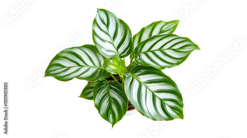 Top view of vibrant tropical calathea leaf showcasing its striking patterns