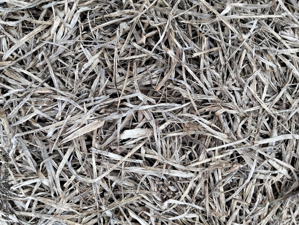 Dry grass texture close-up background. Dry grass texture close-up background.
