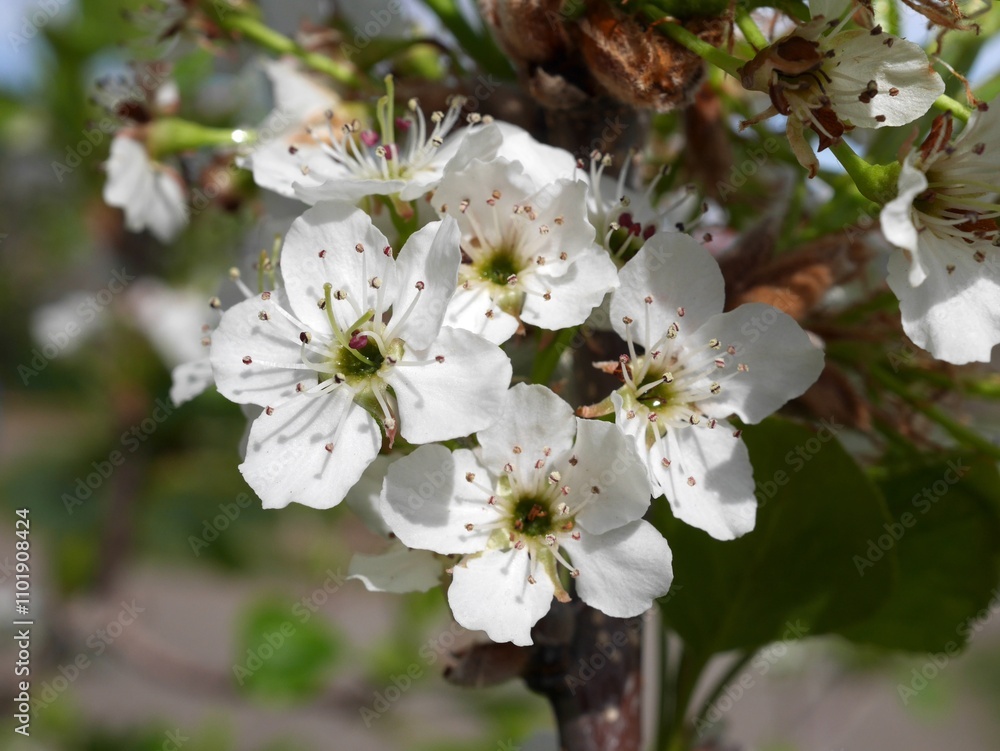 Fototapeta premium Closeup of Autumn blaze pear flowers, Colorado