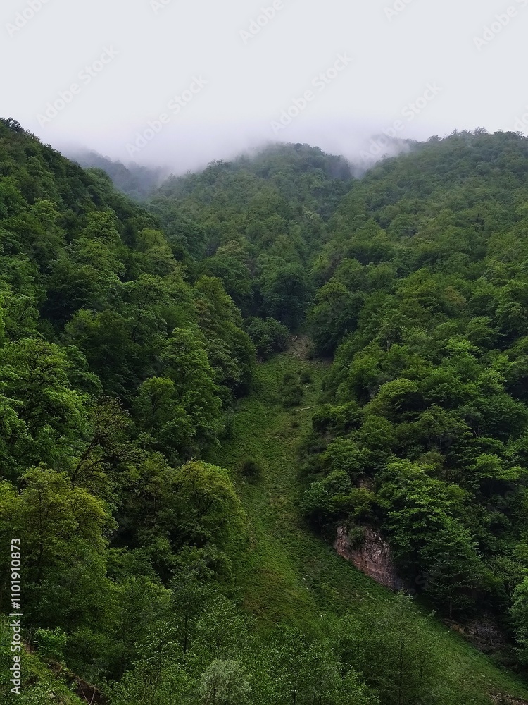 green forest in the mountains green forest in the mountains
