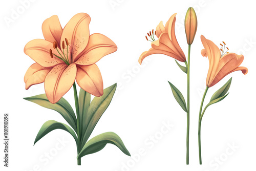 Peach-Colored Lily Botanical Illustration with Green Stems and Leaves