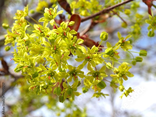 Closeup of fairview maple flowers, Colorado photo