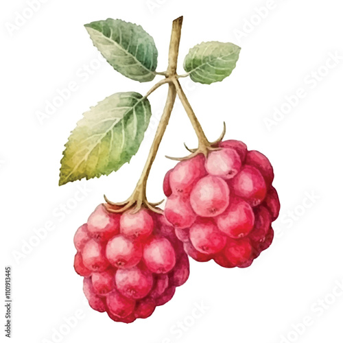 watercolor Raspberry isolated white background