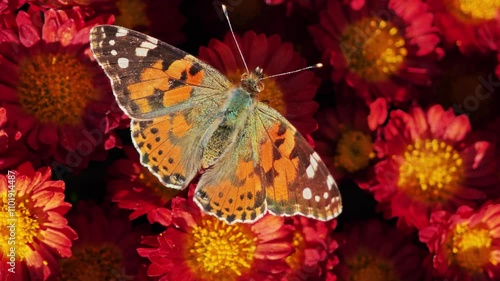 Butterfly on red flowers, showcasing vibrant colors and delicate wings.