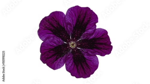 Vibrant purple petunia with black veins on white backdrop photo