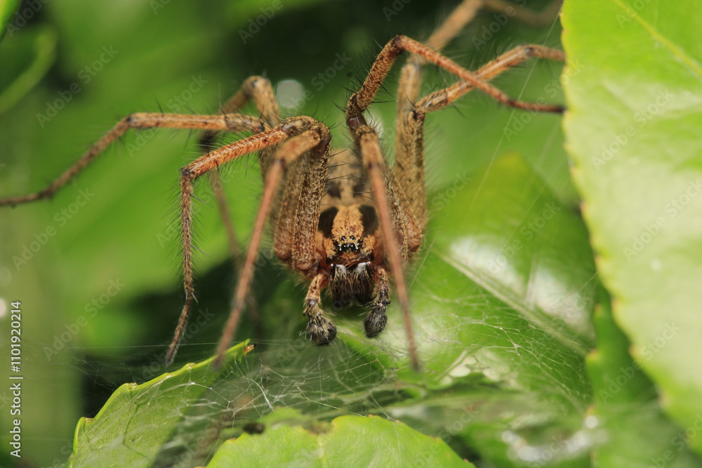 agelena labyrinthica spider macro photo agelena labyrinthica spider macro photo